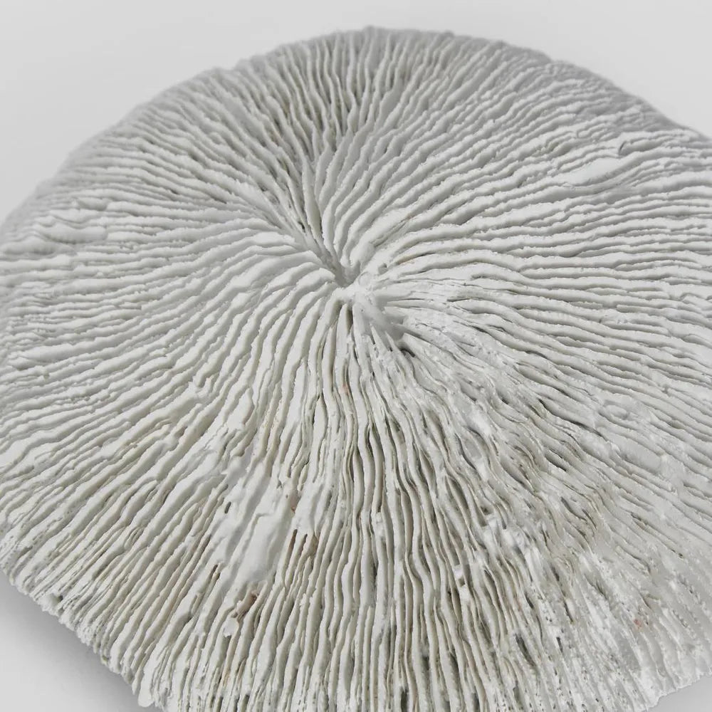 Sofi White Sea Urchin 19X17X5CM
