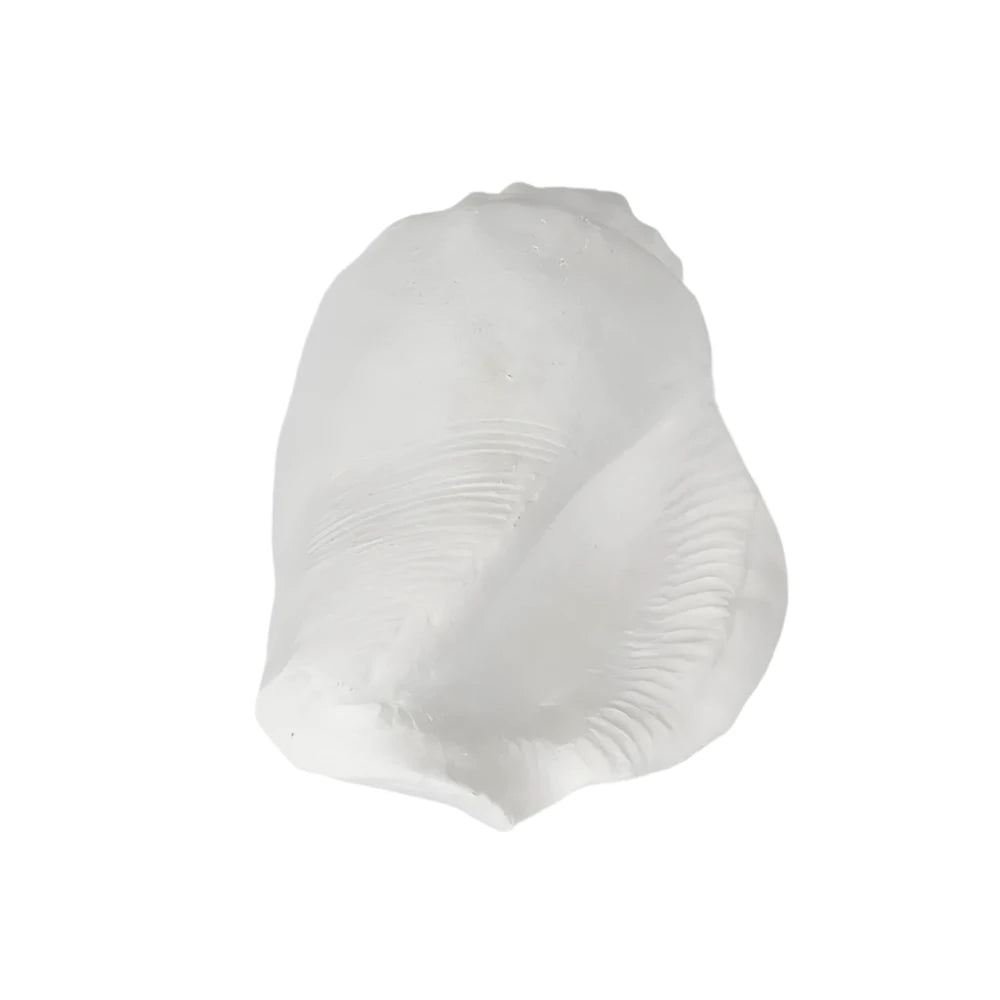 Shore White Sea Snail 20X11X9CM