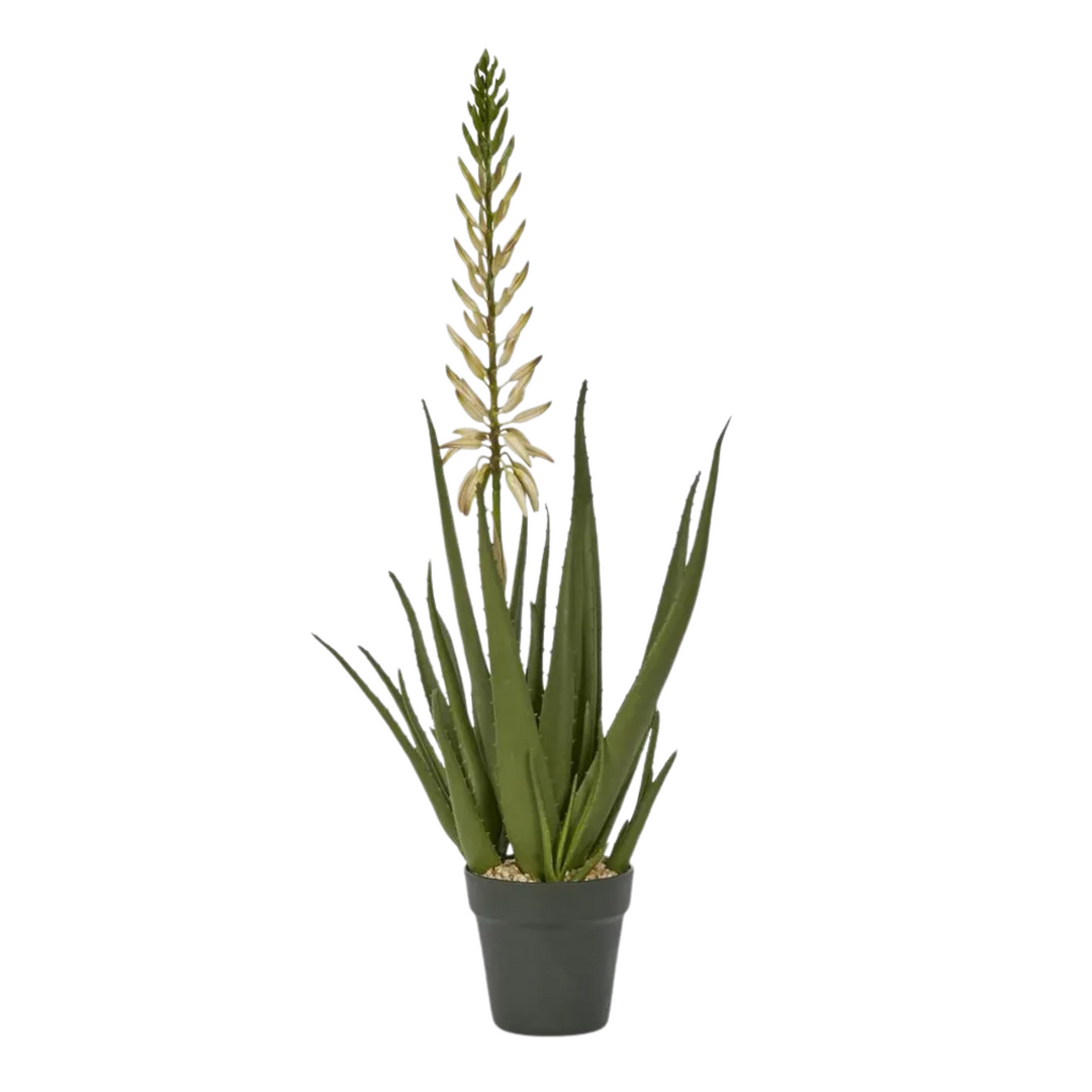 Potted Aloe Flower 75cm
