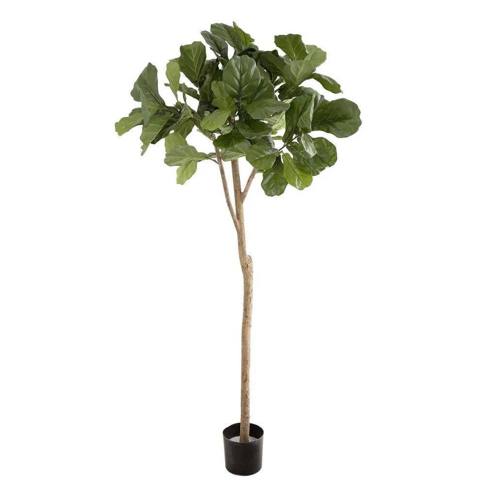 Fiddle Leaf Tree 2m