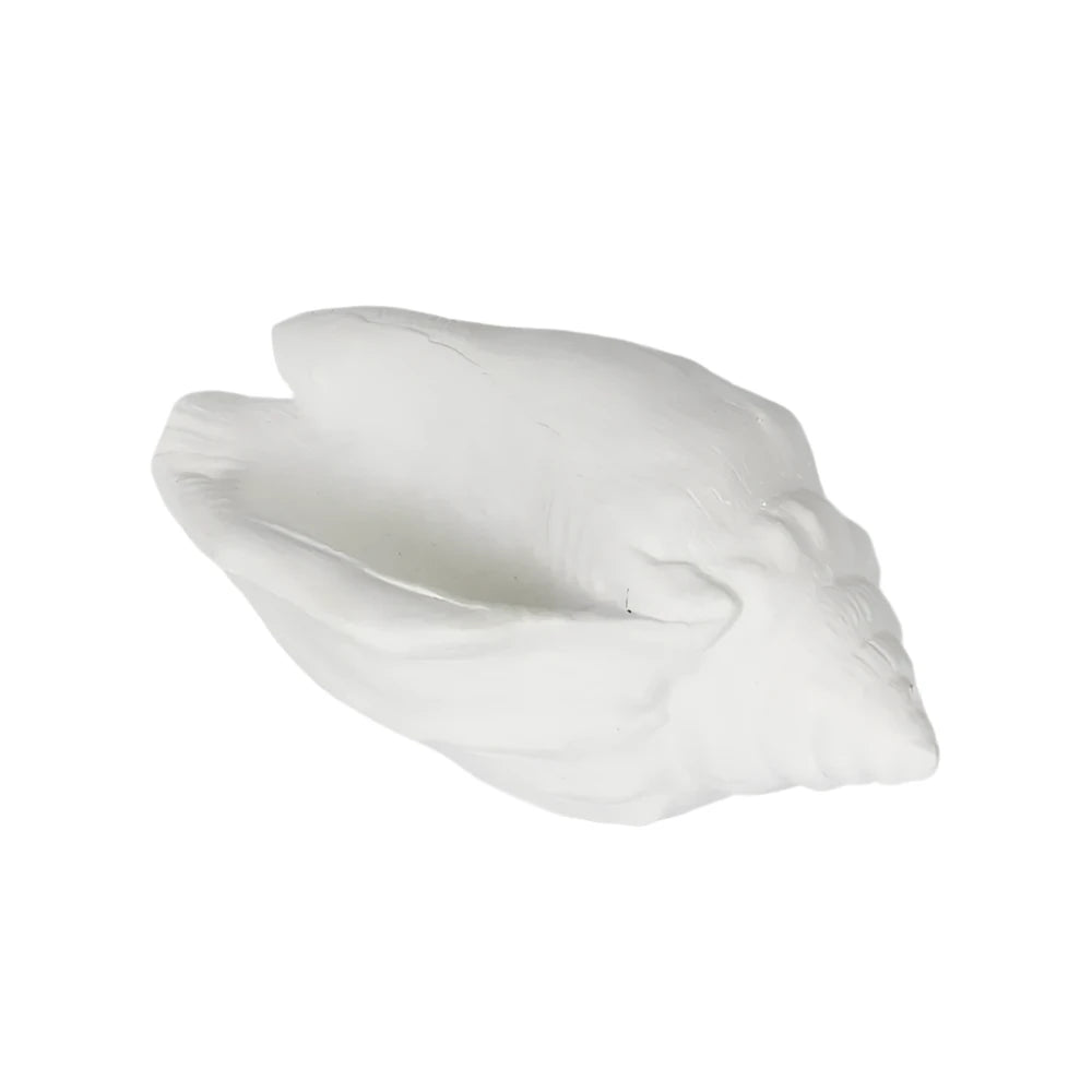 Shore White Sea Snail 20X11X9CM