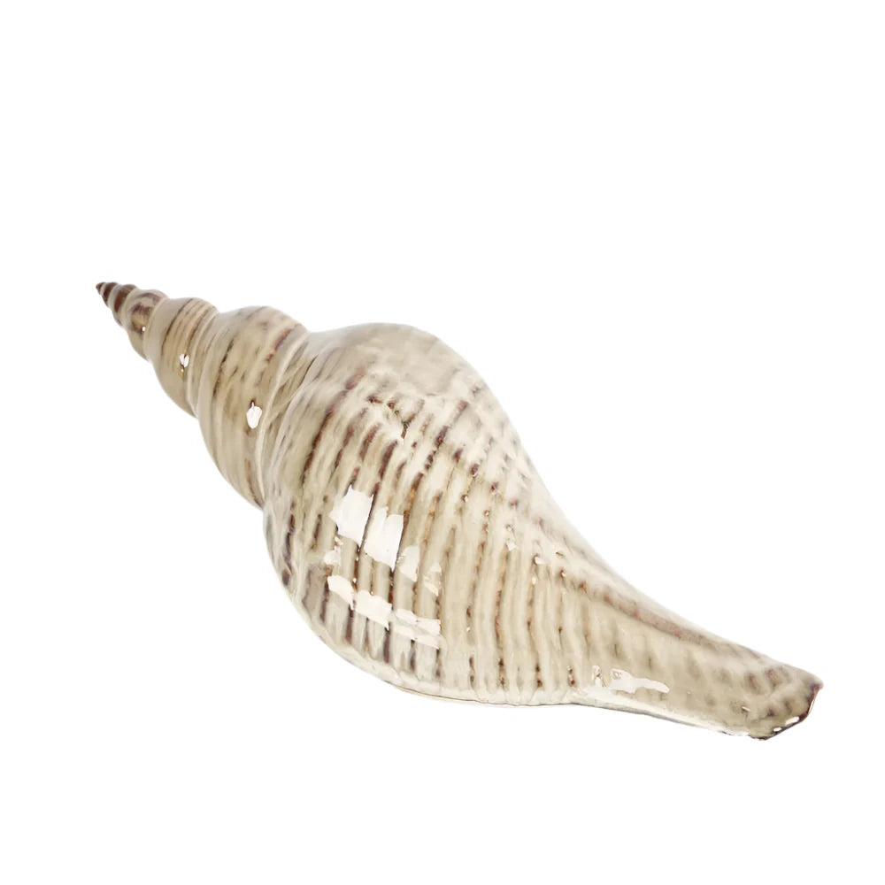 Conch Shell