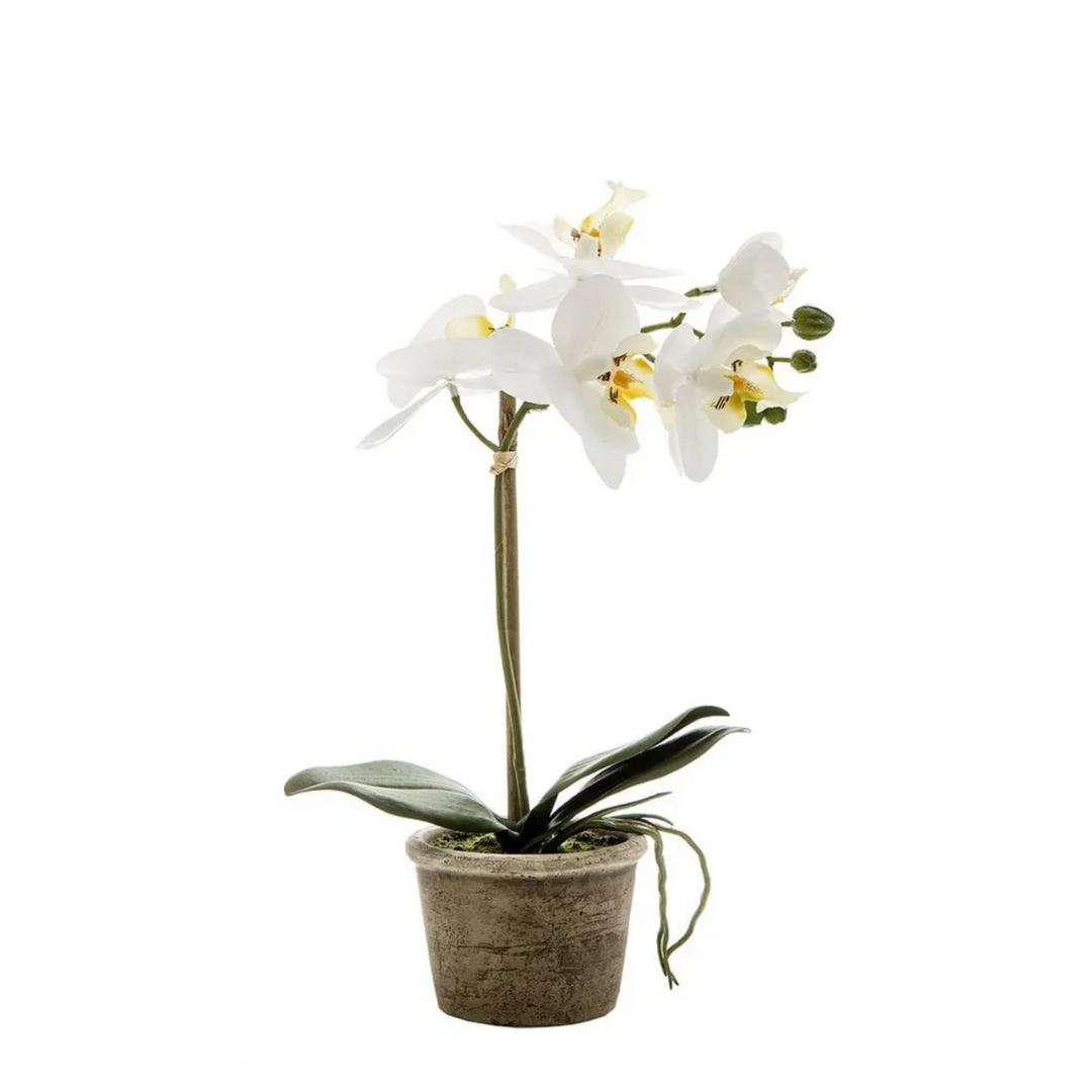 Orchid in Glass Vase 85cm White