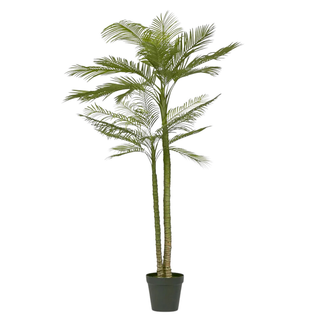 Double Stem Palm Tree 218cm
