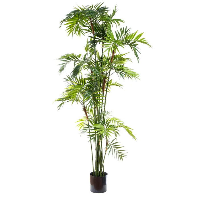 Parlour Palm 2m