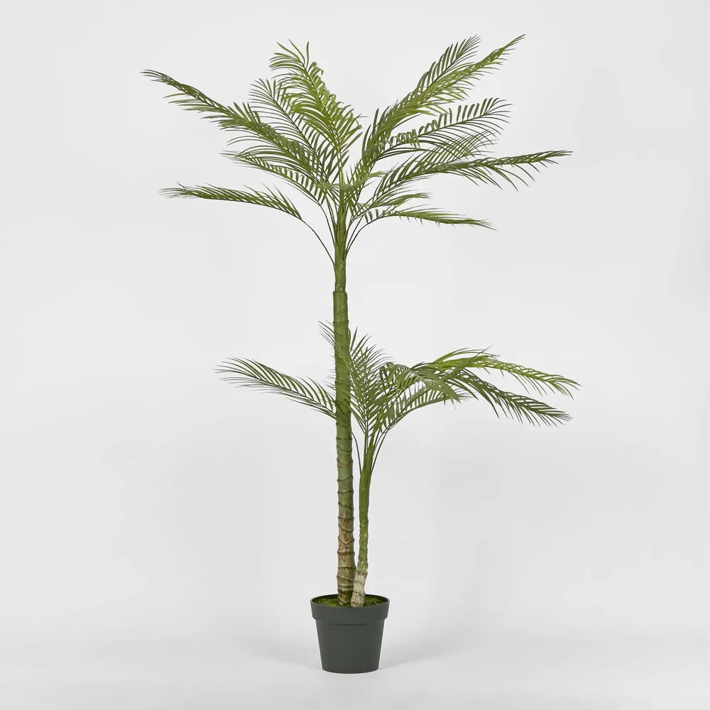 Double Stem Palm Tree 150cm