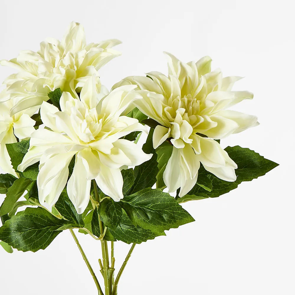 White Dahlia Bush x 5