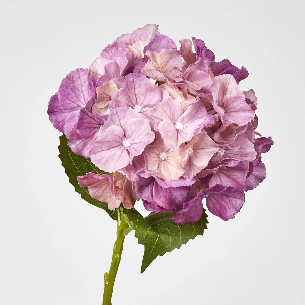 Susan Hydrangea Soft Touch Plum 52cm