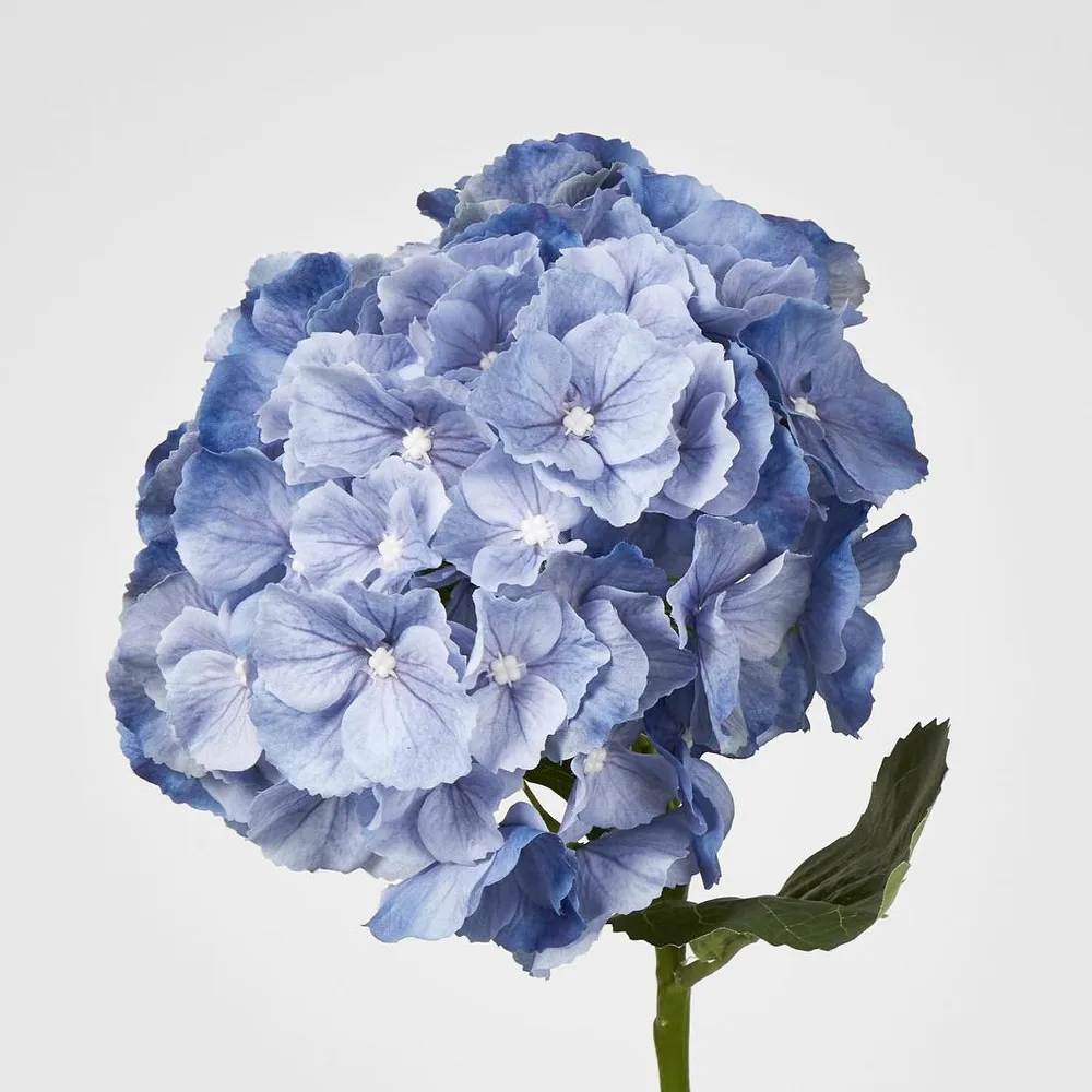 Susan Hydrangea Soft Touch Blue 52cm