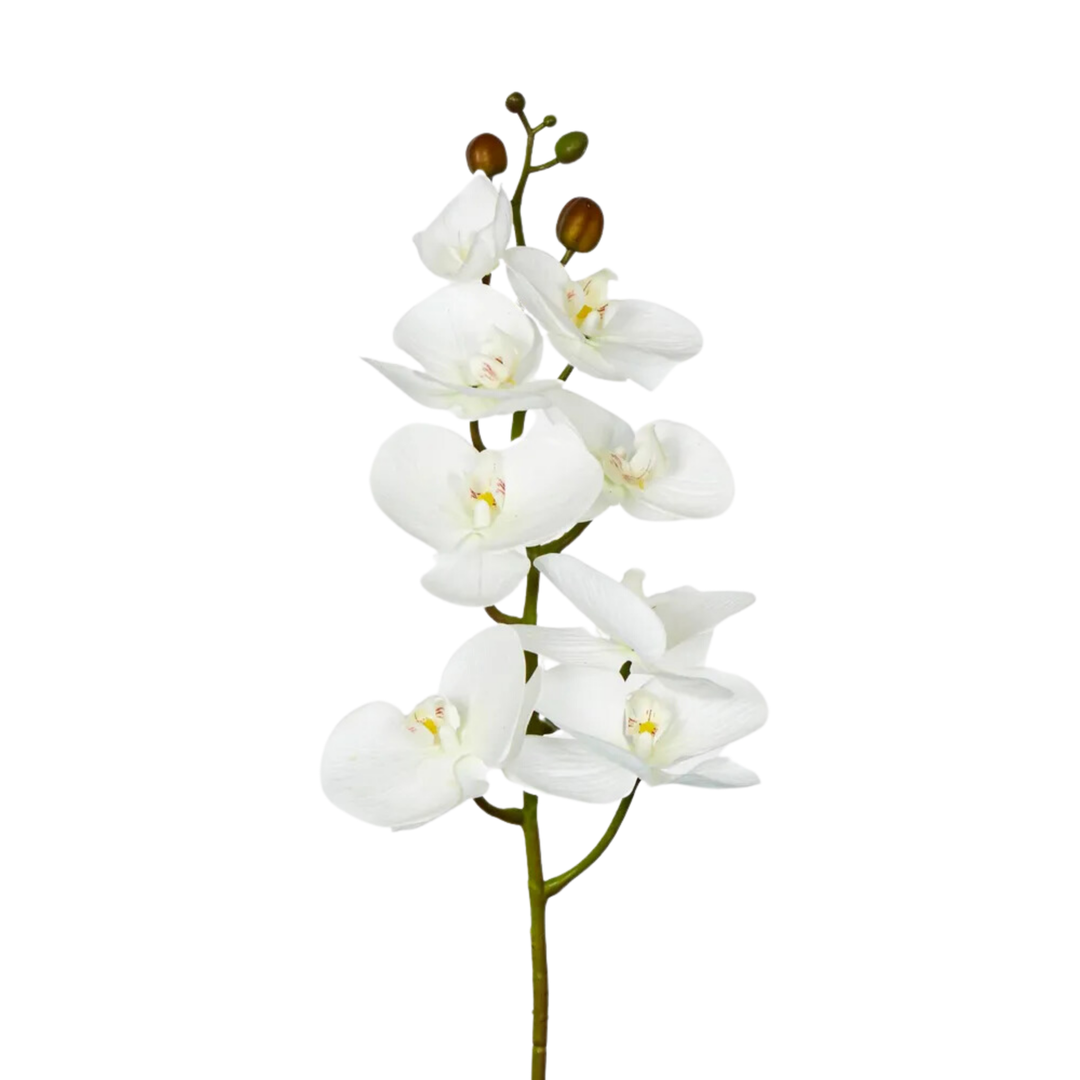 White Phalaenopsis Orchid 7 Flowers one Bud