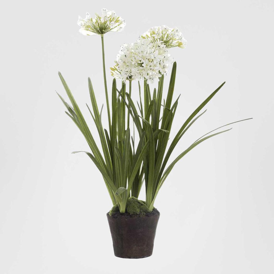 Agapanthus in Paper Pot White