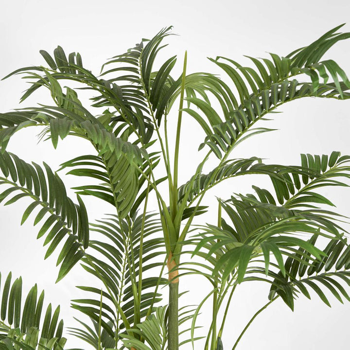 Areca Palm Multi Trunk 1.5m