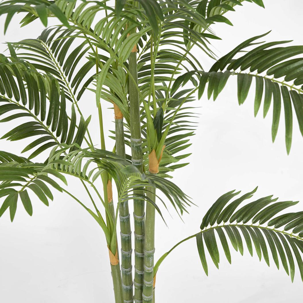 Areca Palm Multi Trunk 1.5m