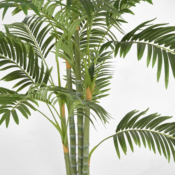 Areca Palm Multi Trunk 1.5m