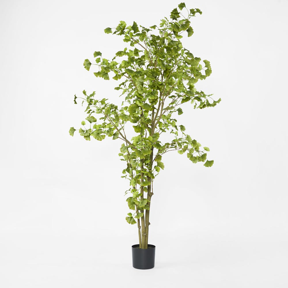 Ginko Tree Potted 1.8m