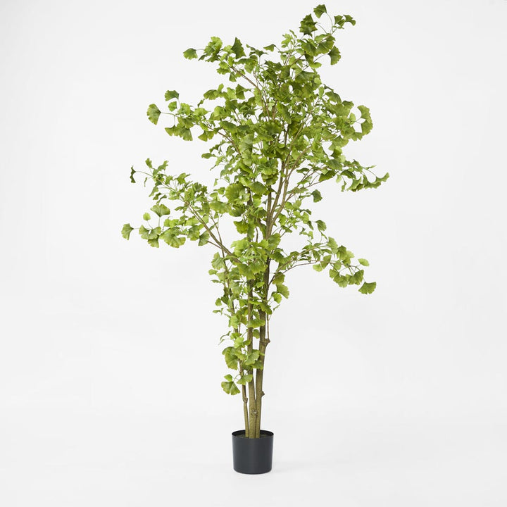 Ginko Tree Potted 1.8m