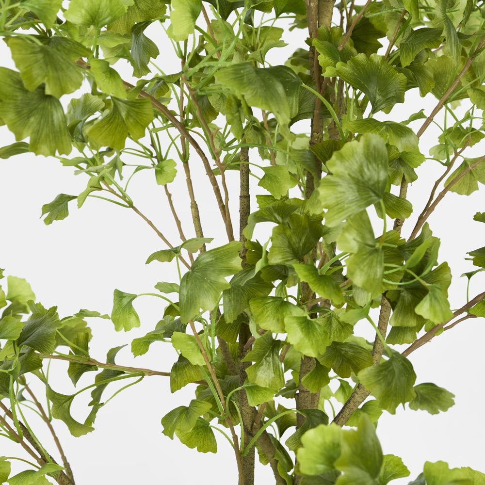 Ginko Tree Potted 1.8m
