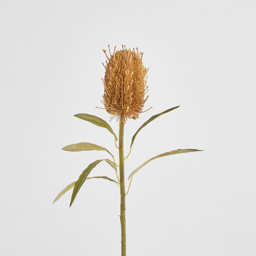Dried Look Banksia Stem 56cm Tan
