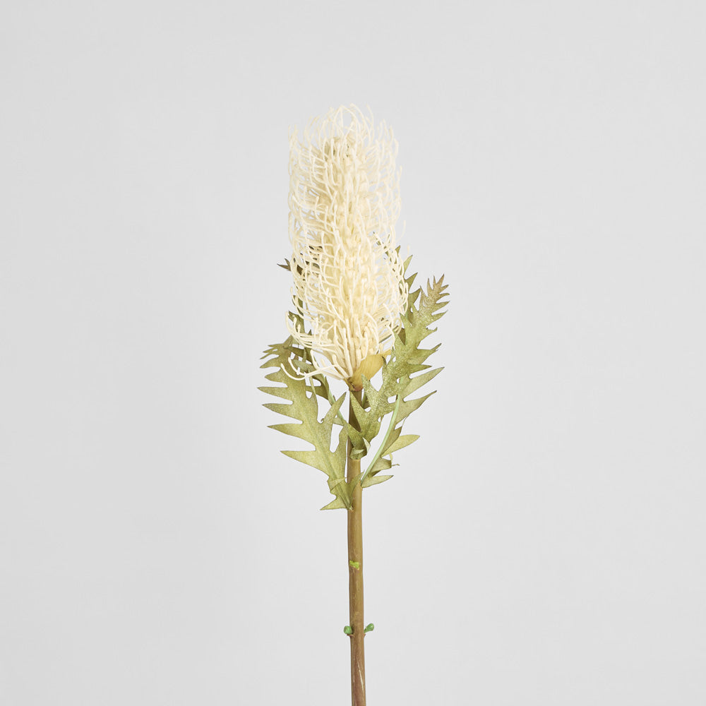 Dried Look Banksia Stem 75cm Cream