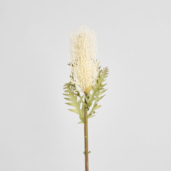 Dried Look Banksia Stem 75cm Cream