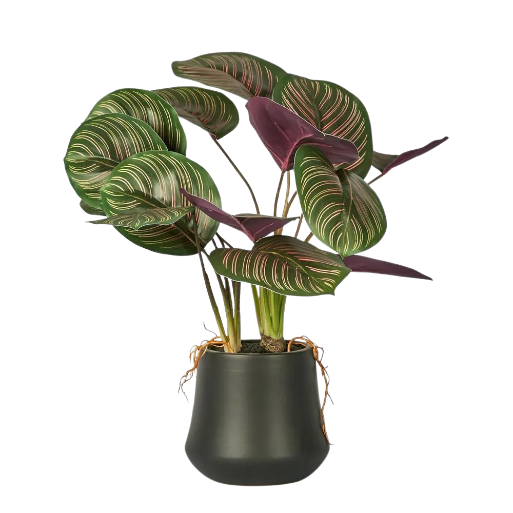 Calathea Variegated Black Pot Red