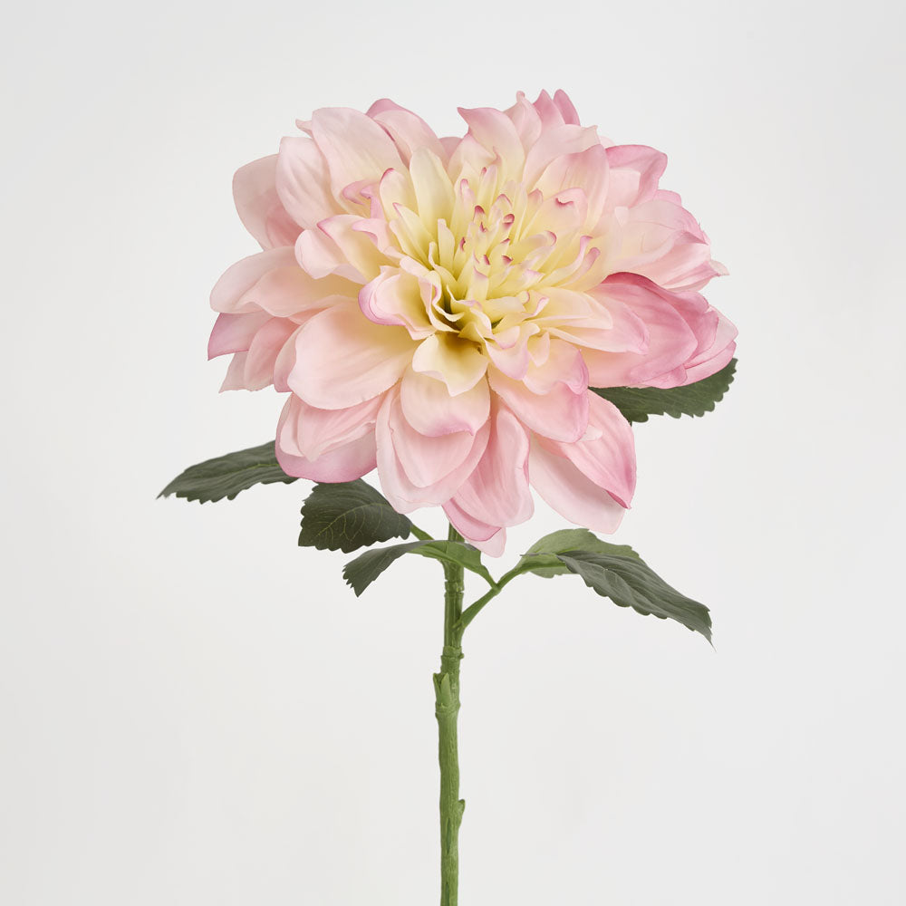 Giant Dahlia Stem 70cm Pink