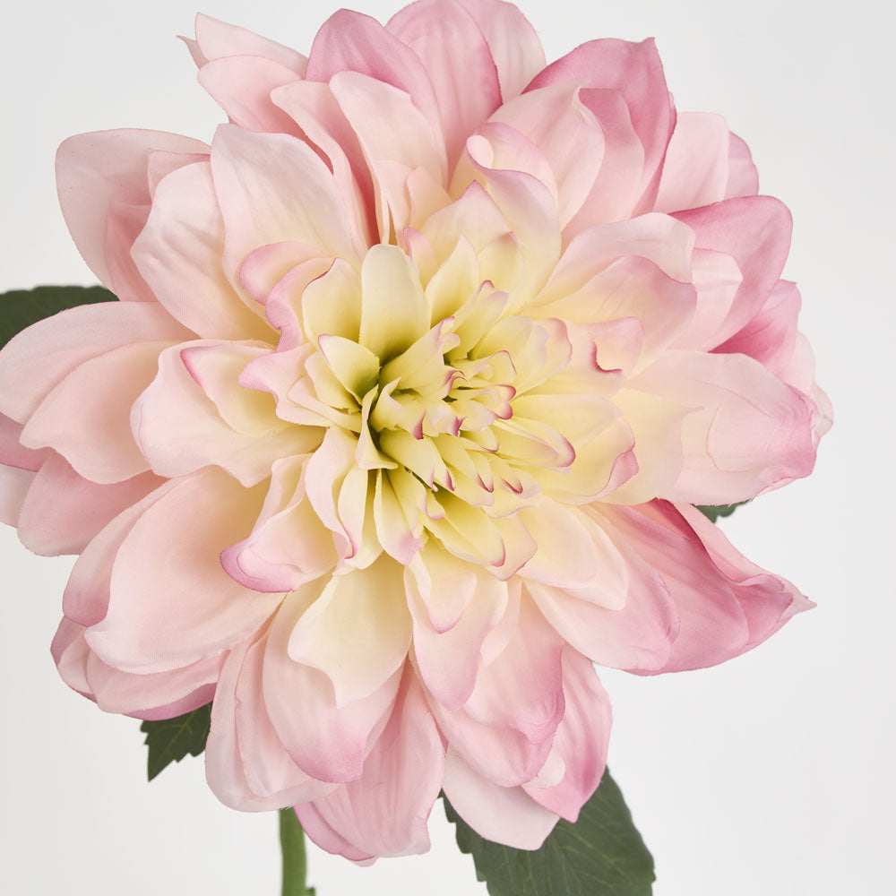 Giant Dahlia Stem 70cm Pink