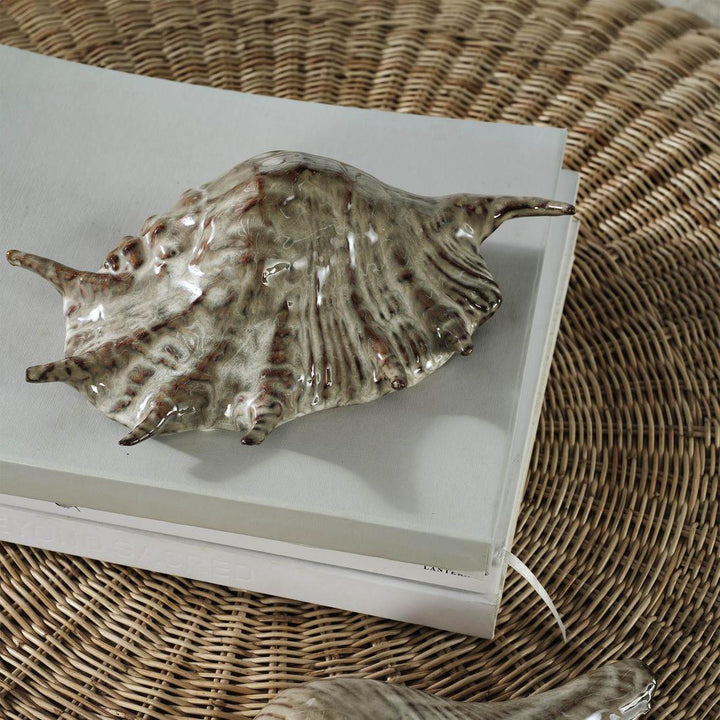 Spider Conch Shell