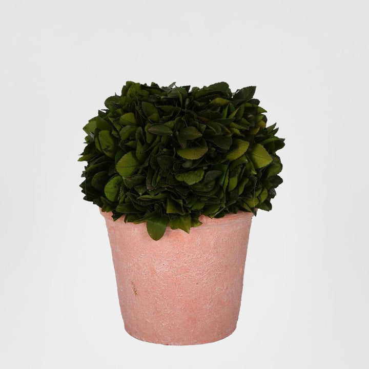 Preserved Holly Ball in Terracotta Pot