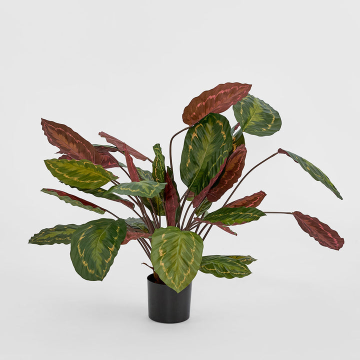 Calathea Fasciata Green and Red 65cm