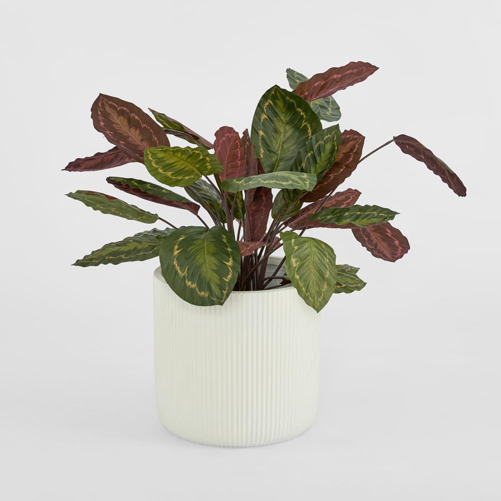 Calathea Fasciata Green and Red 65cm