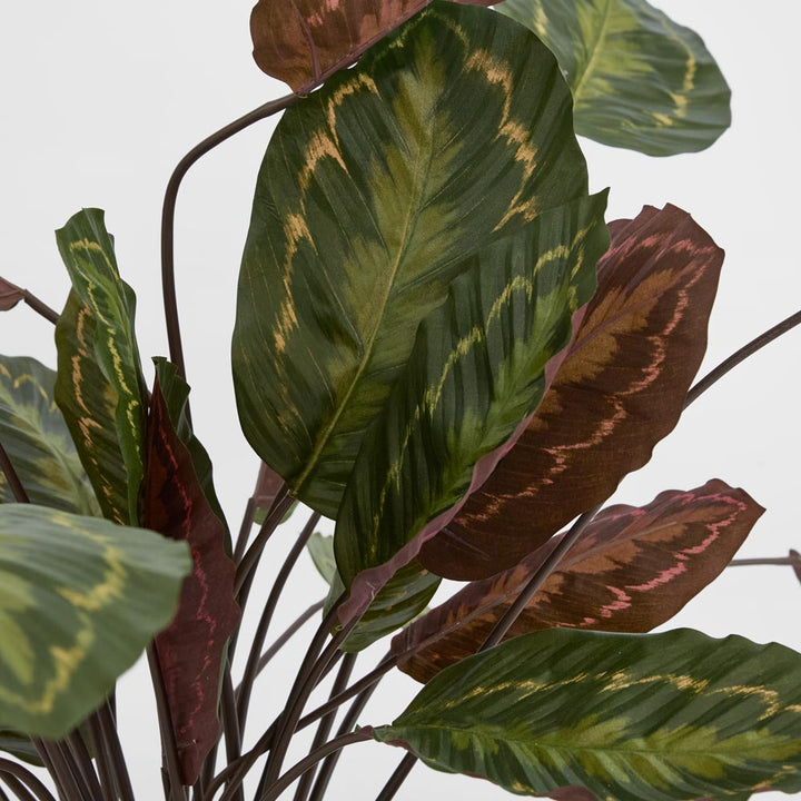 Calathea Fasciata Green and Red 65cm
