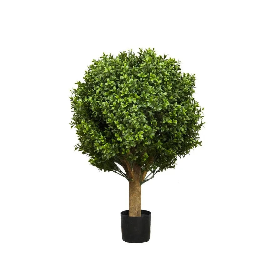 Boxwood Ball Tree 65cm