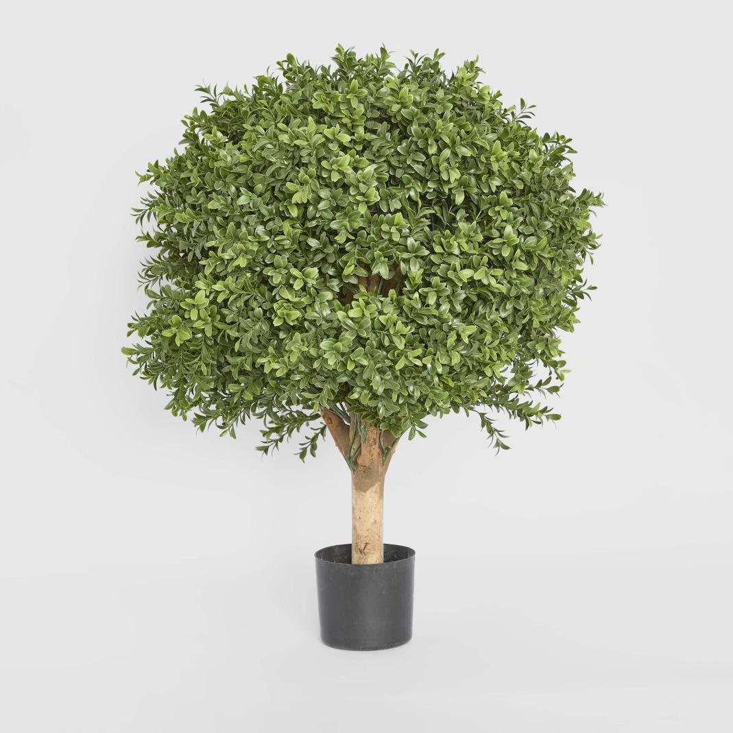 Boxwood Ball Tree 65cm
