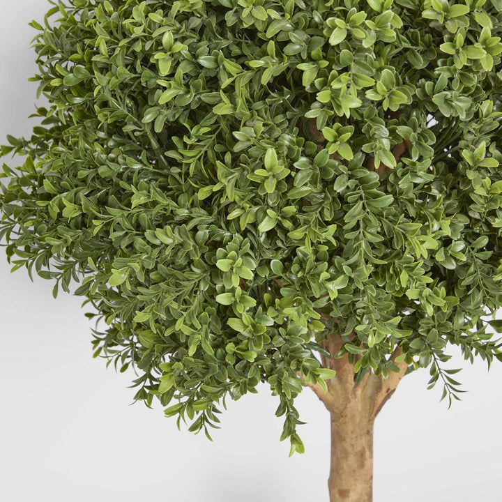 Boxwood Ball Tree 75cm