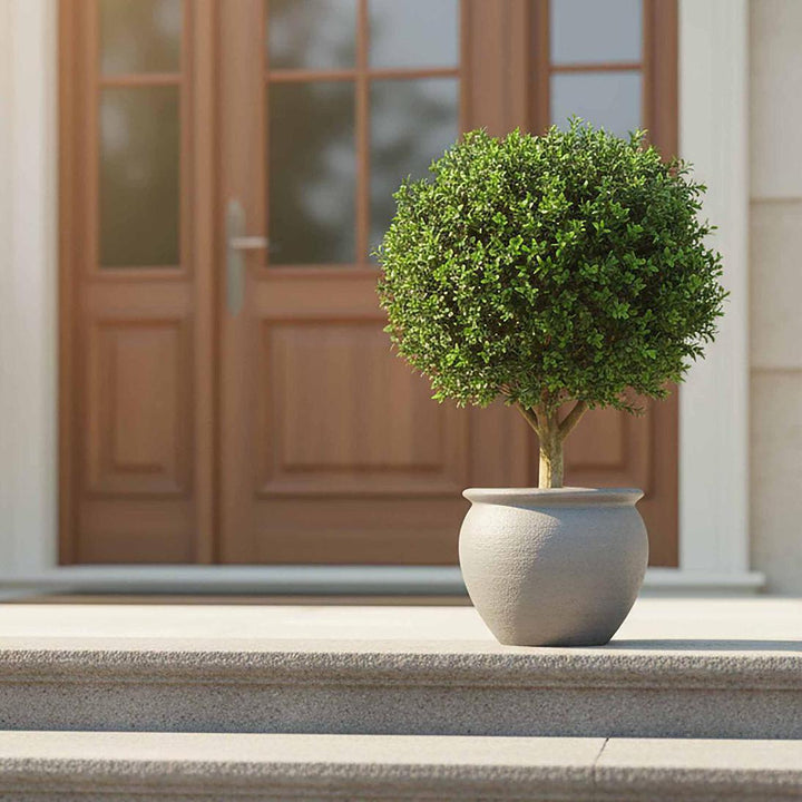 Boxwood Ball Tree 75cm