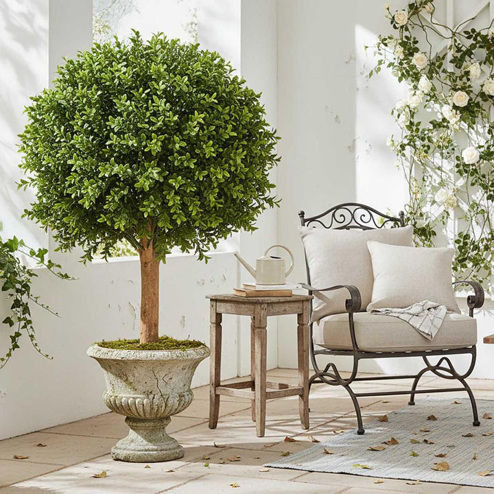 Boxwood Ball Tree 75cm