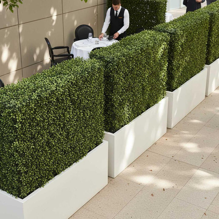 Boxwood Hedge 75x100cm
