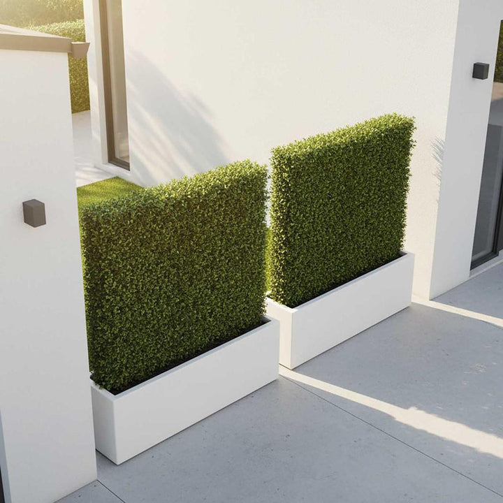 Boxwood Hedge 75x100cm