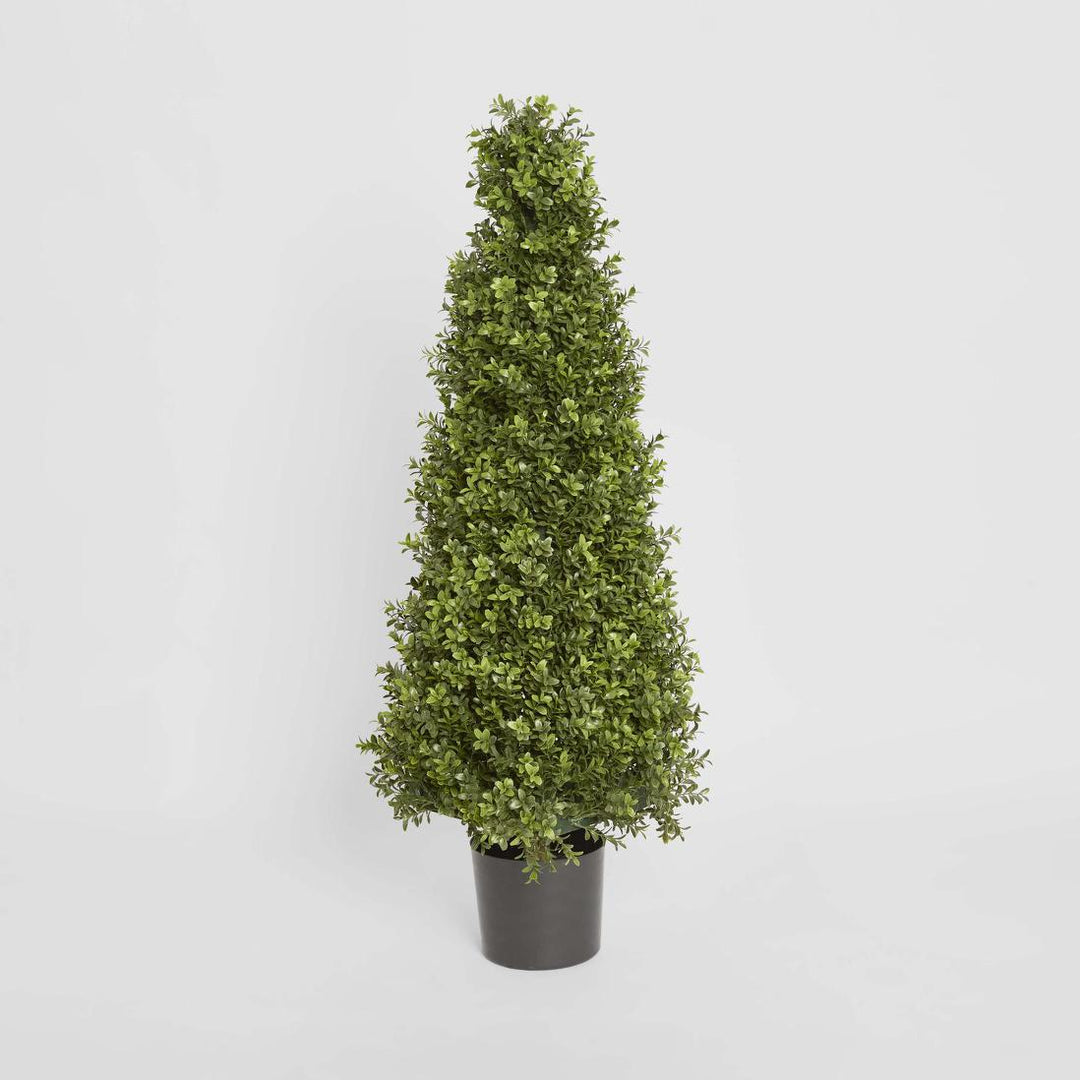 Boxwood Pyramid Tree 1m