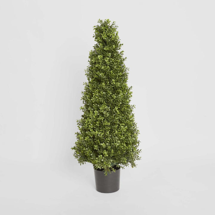 Boxwood Pyramid Tree 1m