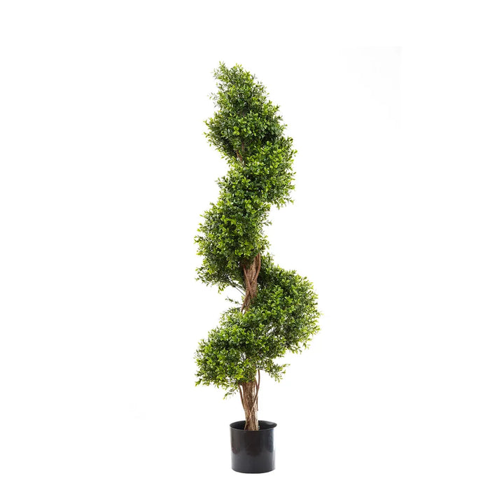 Boxwood Spiral Tree Budget 1.4m