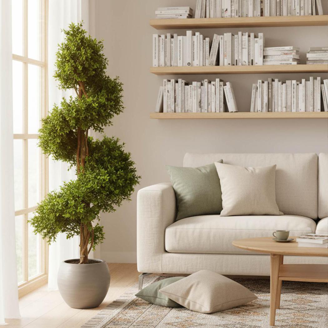 Boxwood Spiral Tree Budget 1.4m