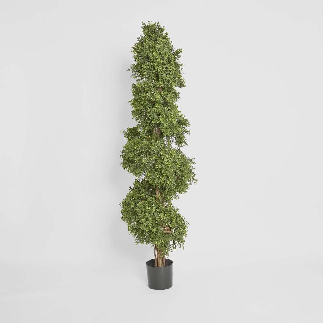 Boxwood Spiral Tree 1.9m