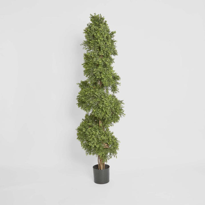 Boxwood Spiral Tree 1.9m