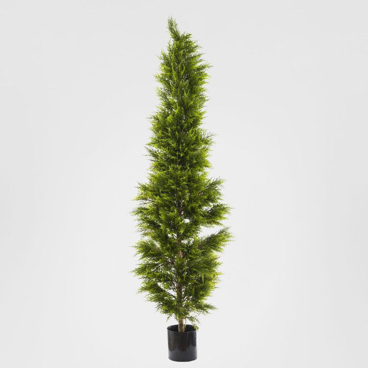 Cypress Pine 2m