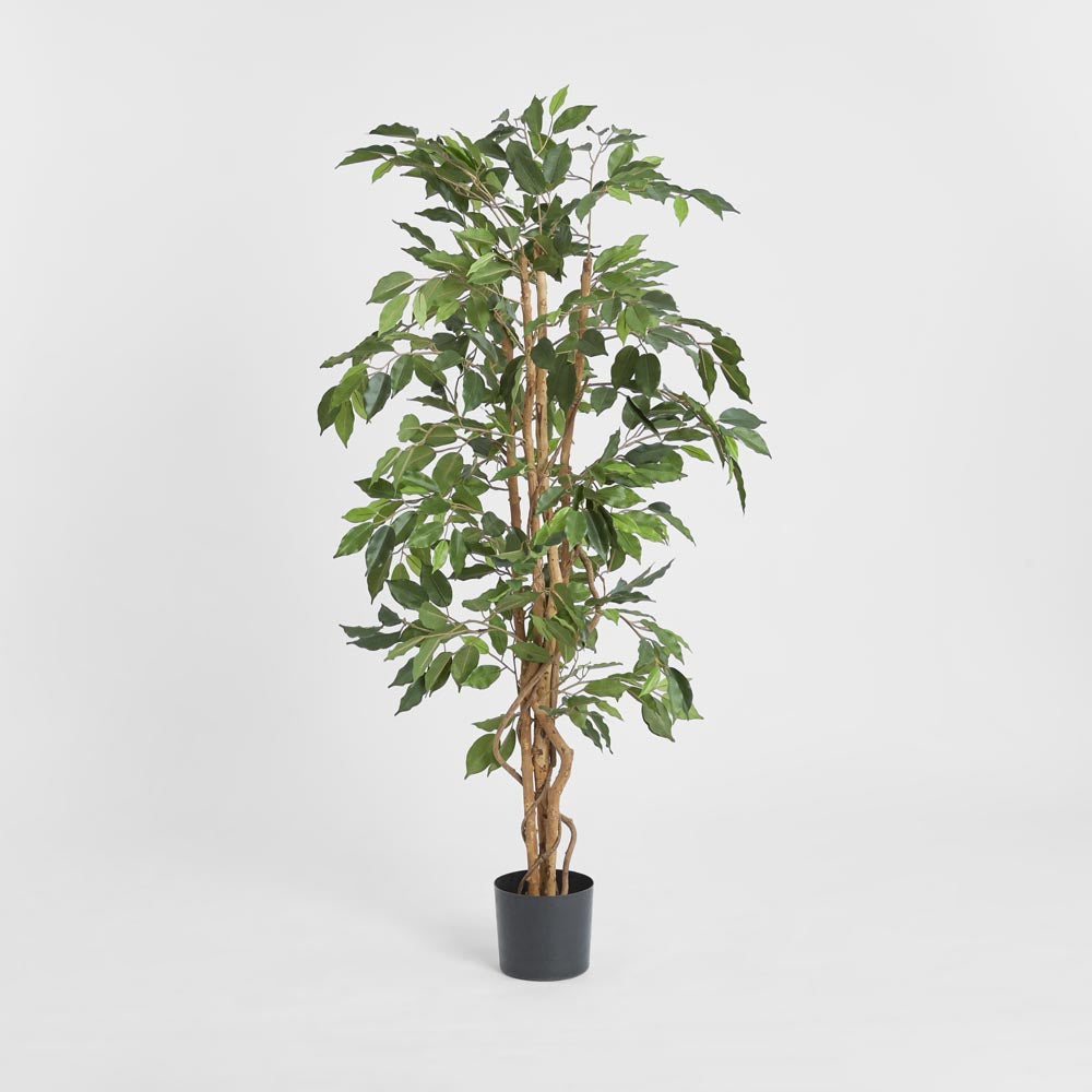 Ficus Tree 1.7m