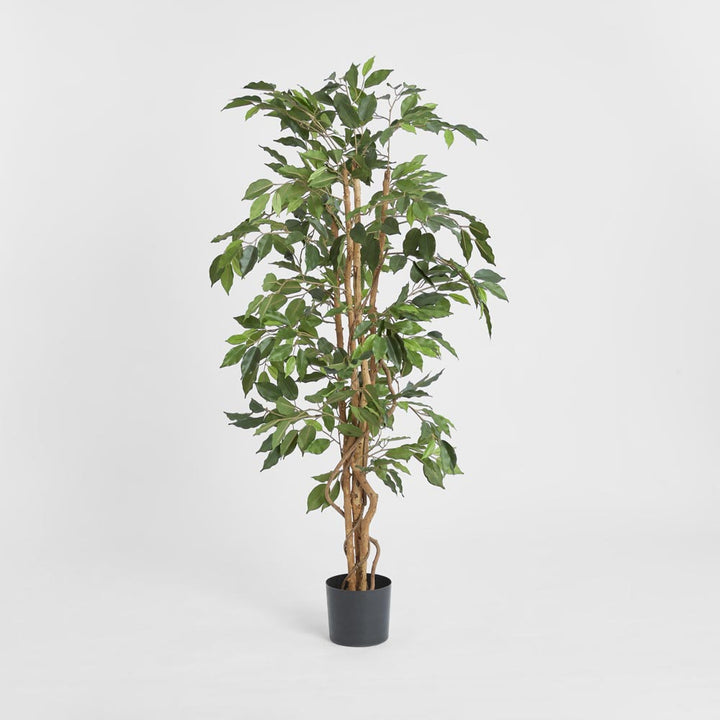 Ficus Tree 1.7m