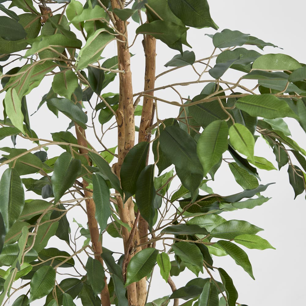 Ficus Tree 1.7m