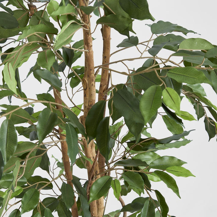 Ficus Tree 1.7m